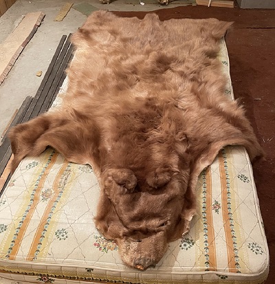 Une peau d’ours noir de couleur cannelle posée sur un matelas.